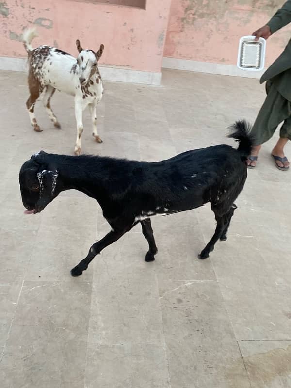 Goats pair for sale 4