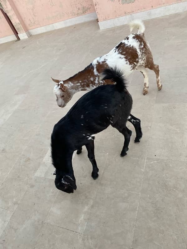 Goats pair for sale 5