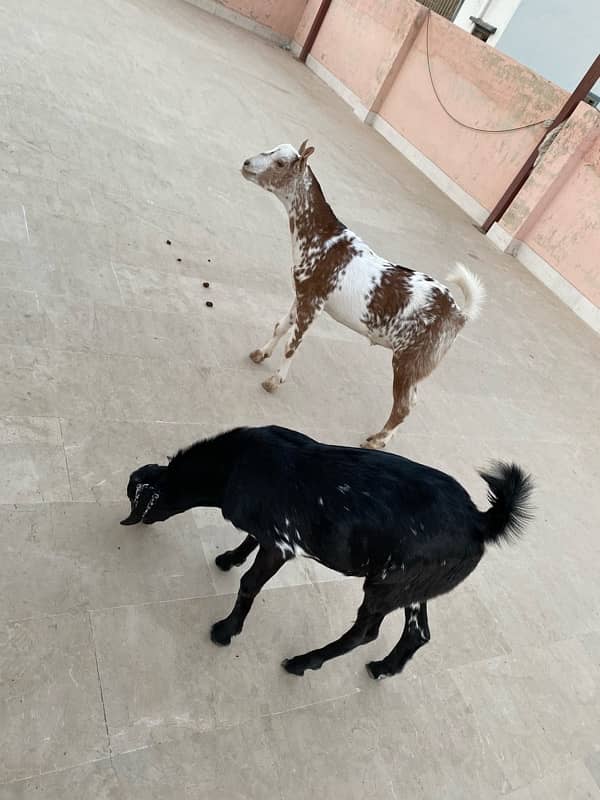 Goats pair for sale 7