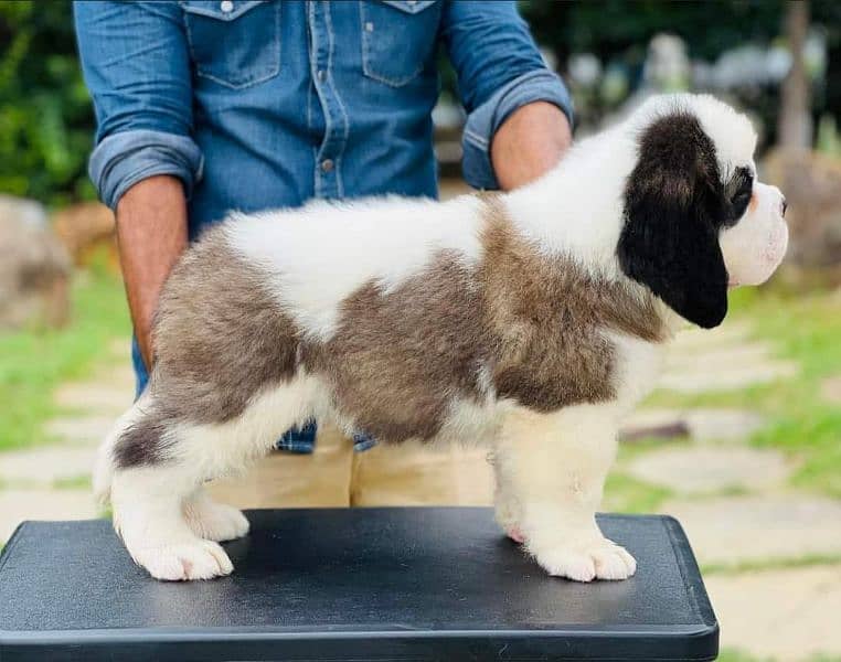 IMPORTED SAINT BERNARD PUPPY AVAILABLE FOR SALE 1