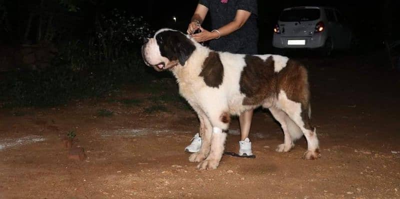 IMPORTED SAINT BERNARD PUPPY AVAILABLE FOR SALE 2