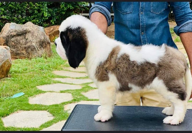 IMPORTED SAINT BERNARD PUPPY AVAILABLE FOR SALE 4