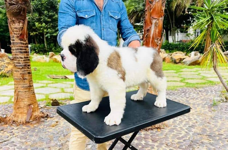 IMPORTED SAINT BERNARD PUPPY AVAILABLE FOR SALE 5