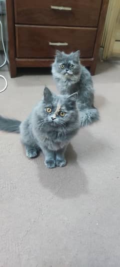 Two Persian kittens seeking a new, caring family.