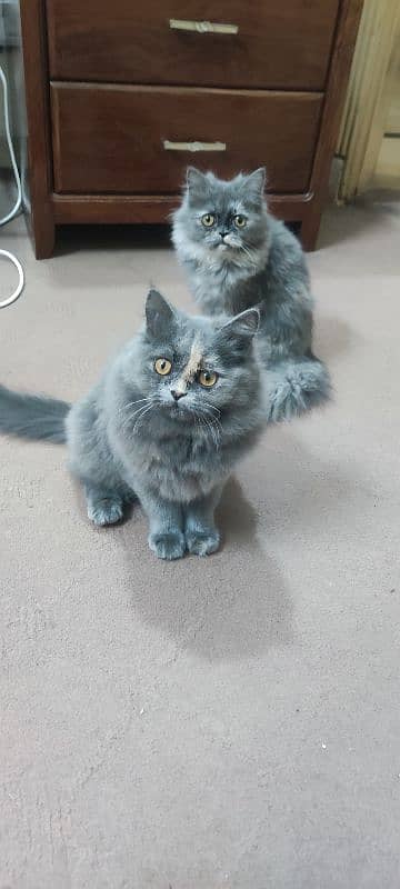 Two Persian kittens seeking a new, caring family. 0