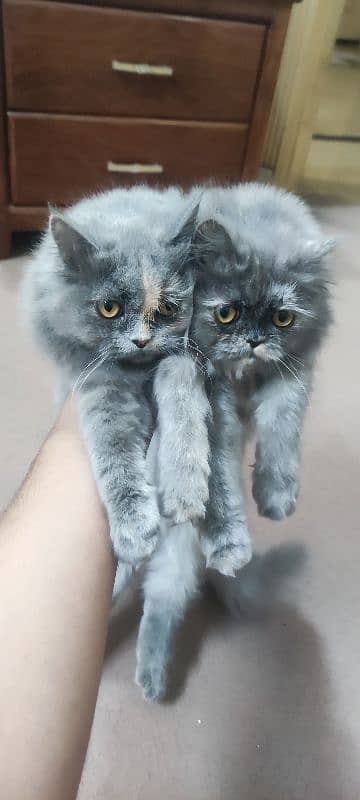 Two Persian kittens seeking a new, caring family. 1