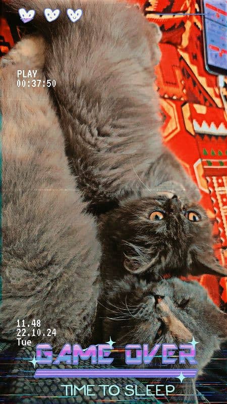 Two Persian kittens seeking a new, caring family. 2