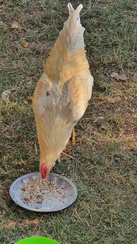 Lohman Brown Murgha (Male) 3