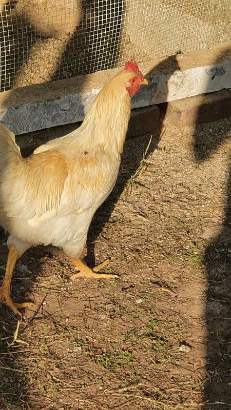 Lohman Brown Murgha (Male) 4