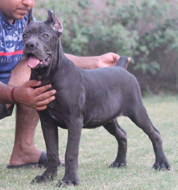 IMPORTED GREY CANE CORSO PUPPY AVAILABLE FOR SALE 0