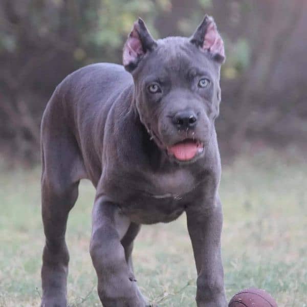 IMPORTED GREY CANE CORSO PUPPY AVAILABLE FOR SALE 2