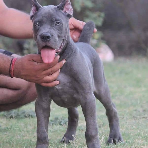 IMPORTED GREY CANE CORSO PUPPY AVAILABLE FOR SALE 3