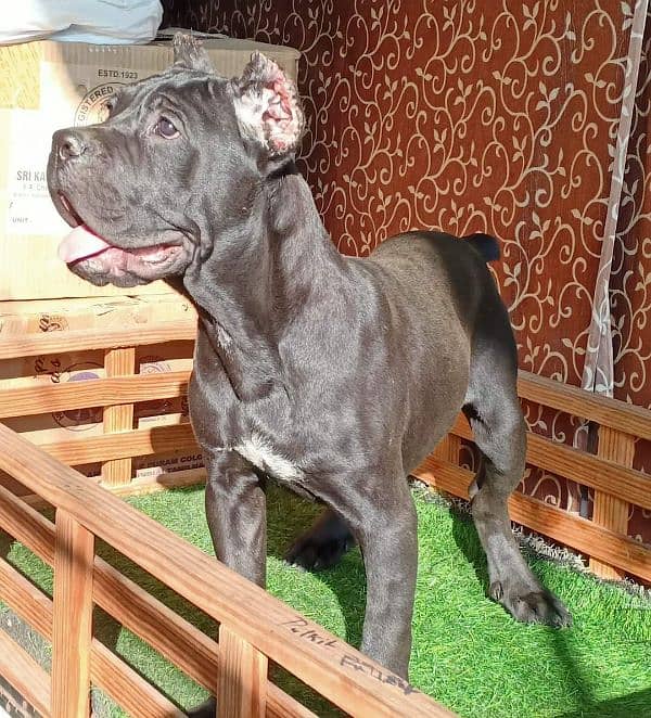 IMPORTED BLACK  CANE CORSO PUPPY AVAILABLE FOR SALE 4