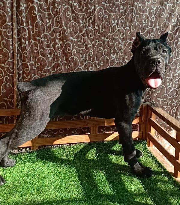 IMPORTED BLACK  CANE CORSO PUPPY AVAILABLE FOR SALE 5