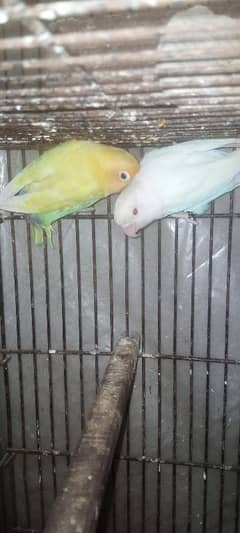 breeder pair