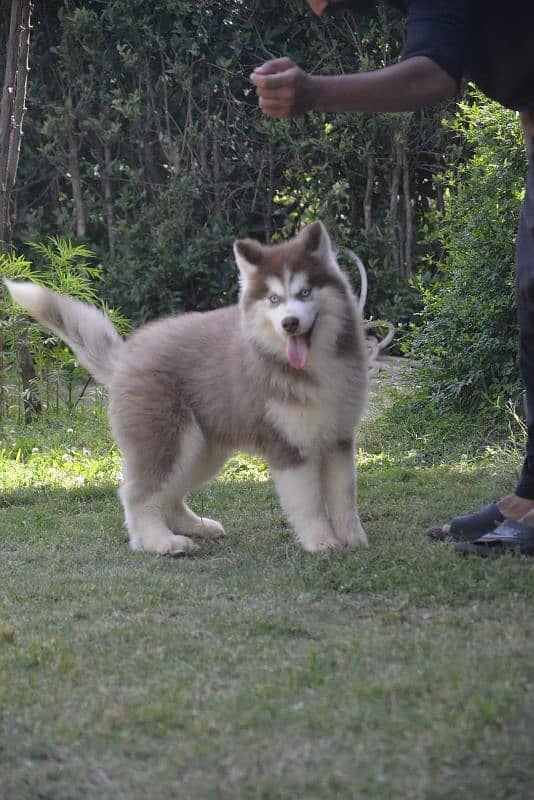 IMPORTED SIBERIAN HUSKY PUPPY AVAILABLE FOR SALE 0