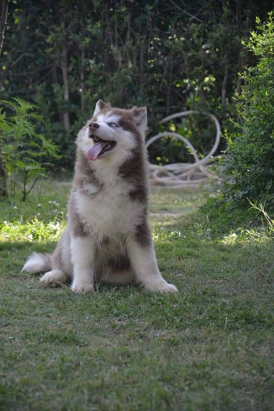 IMPORTED SIBERIAN HUSKY PUPPY AVAILABLE FOR SALE 1