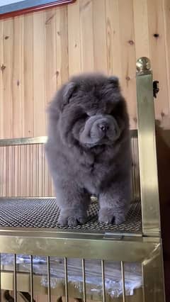 IMPORTED BLUE CHOW CHOW PUPPY AVAILABLE FOR SALE