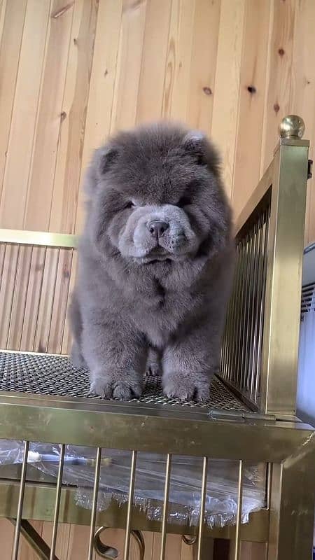 IMPORTED BLUE CHOW CHOW PUPPY AVAILABLE FOR SALE 1