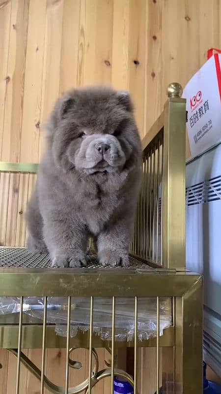 IMPORTED BLUE CHOW CHOW PUPPY AVAILABLE FOR SALE 2