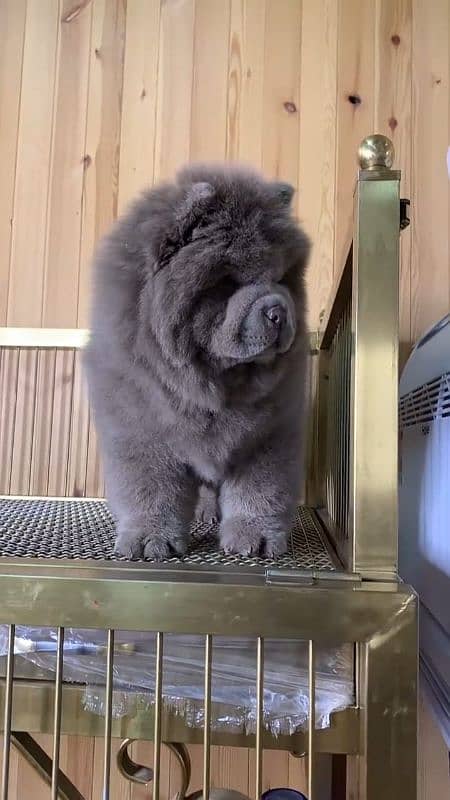 IMPORTED BLUE CHOW CHOW PUPPY AVAILABLE FOR SALE 3