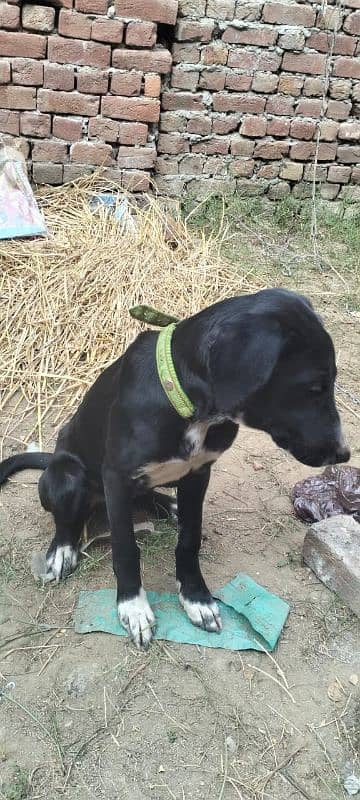 Labrador dog fimale age 4  manth ful active 1