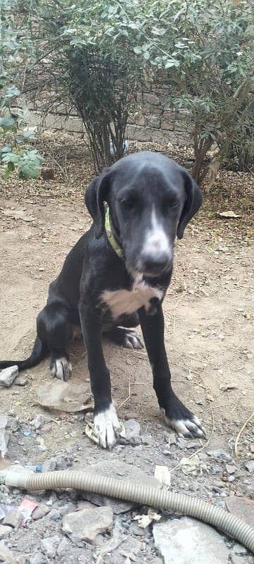 Labrador dog fimale age 4  manth ful active 2