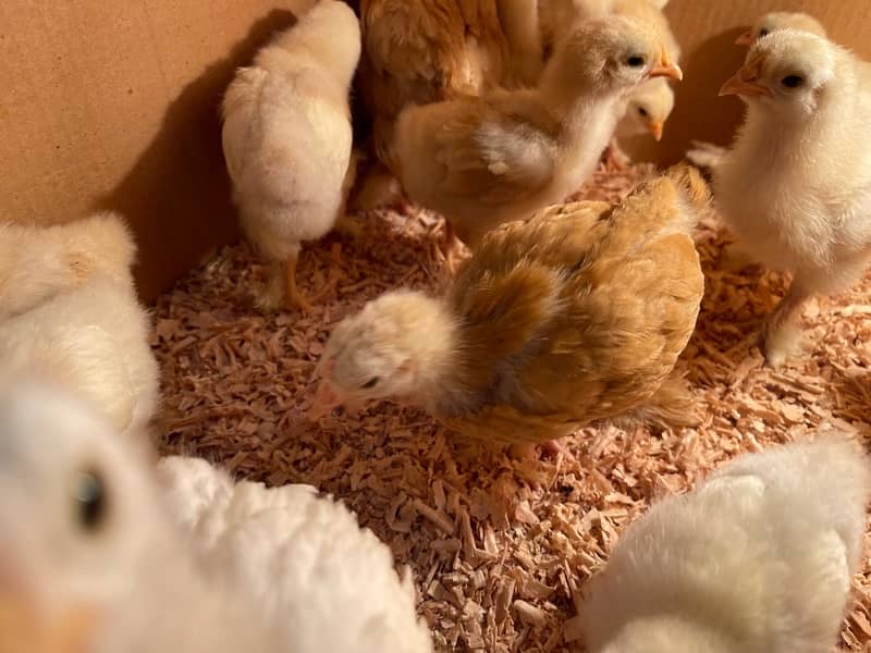 Golden Buff / White Buff / Chicks 1