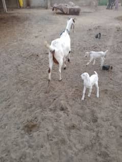 bakri for sale Sath 2 bachi available