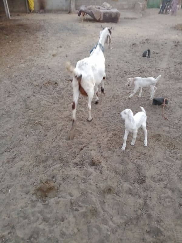 bakri for sale Sath 2 bachi available 0