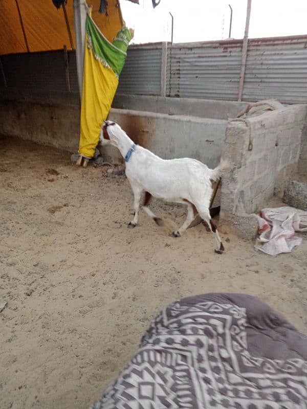 bakri for sale Sath 2 bachi available 1