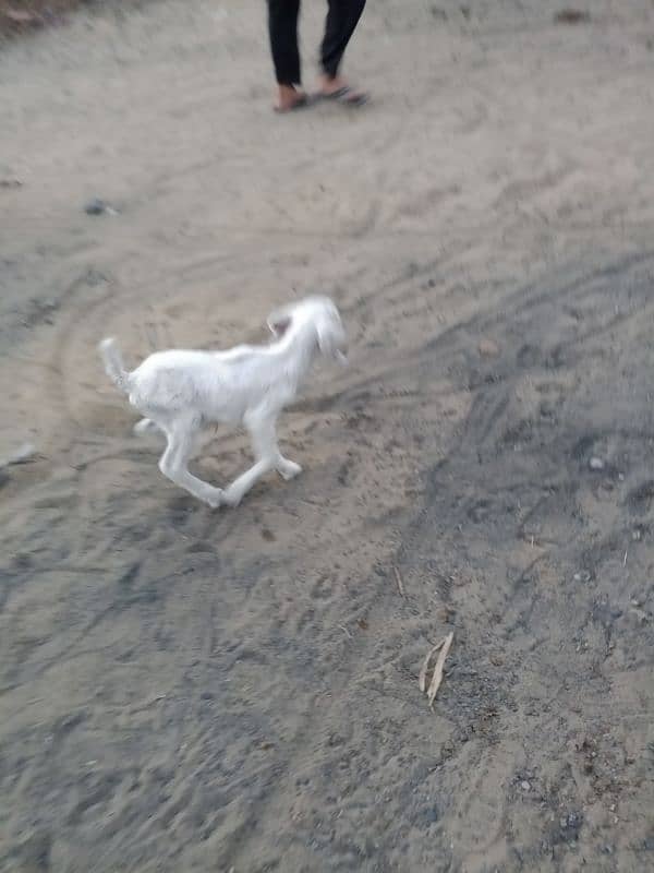 bakri for sale Sath 2 bachi available 2