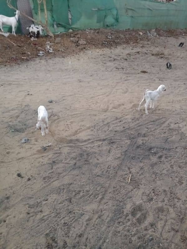 bakri for sale Sath 2 bachi available 3