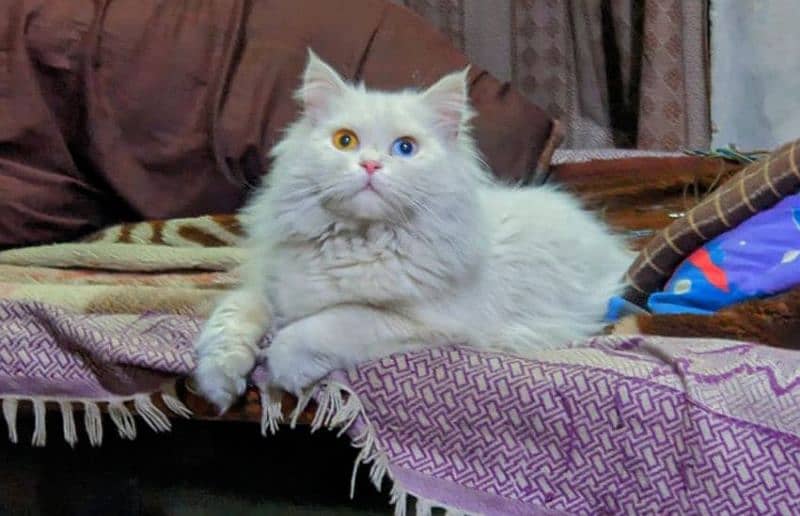 Persian triple coated odd eye male for mating 0