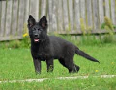 PEDIGREE BLACK GERMAN SHEPHERD PUPPY AVAILABLE FOR SALE