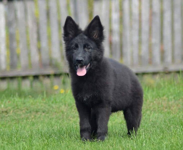 PEDIGREE BLACK GERMAN SHEPHERD PUPPY AVAILABLE FOR SALE 1