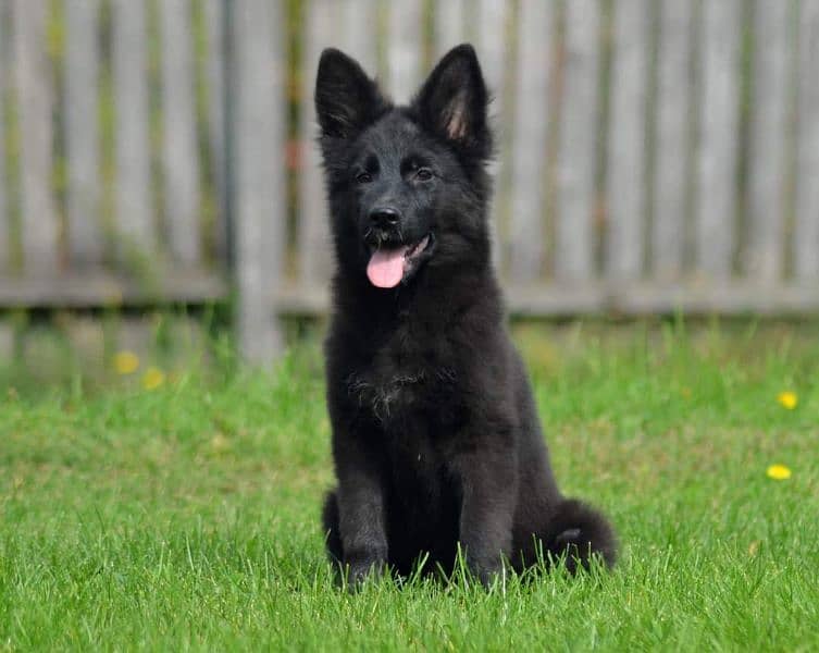 PEDIGREE BLACK GERMAN SHEPHERD PUPPY AVAILABLE FOR SALE 2