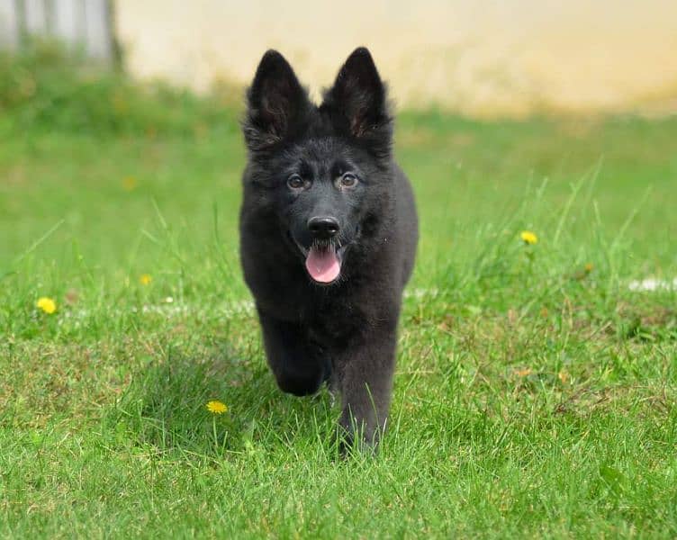 PEDIGREE BLACK GERMAN SHEPHERD PUPPY AVAILABLE FOR SALE 3