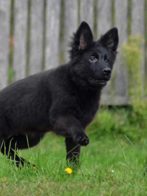 PEDIGREE BLACK GERMAN SHEPHERD PUPPY AVAILABLE FOR SALE 4