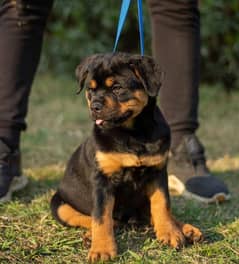 EXTREME QUALITY EUROPEAN ROTTWEILER PUPPY AVAILABLE FOR SALE