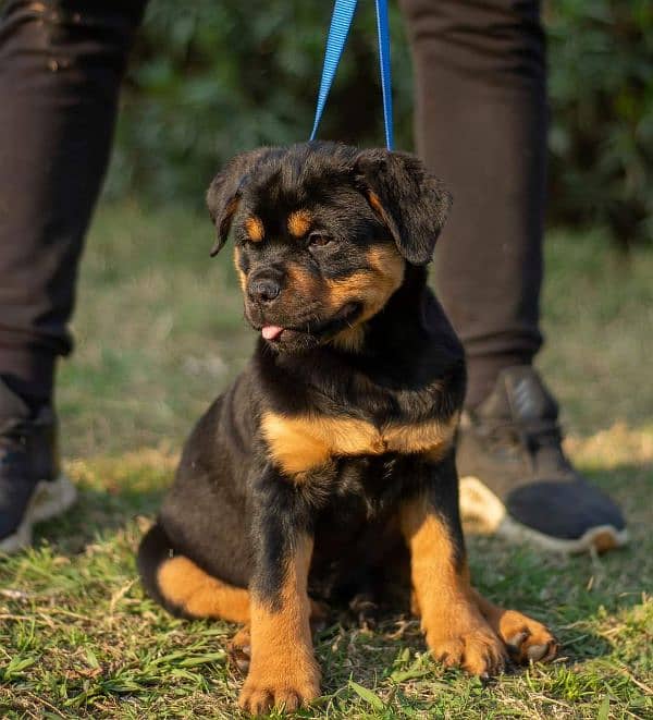 EXTREME QUALITY EUROPEAN ROTTWEILER PUPPY AVAILABLE FOR SALE 0