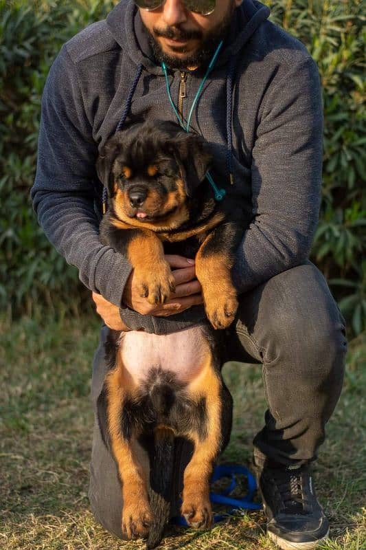 EXTREME QUALITY EUROPEAN ROTTWEILER PUPPY AVAILABLE FOR SALE 1