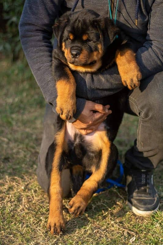 EXTREME QUALITY EUROPEAN ROTTWEILER PUPPY AVAILABLE FOR SALE 2