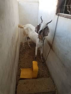 bakri