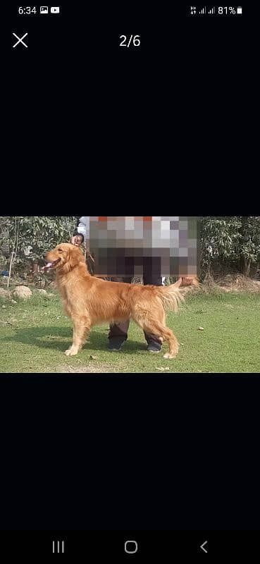 Golden Retriever breeder Dogs|Fully vaccinated |Limited Discount Offer 2