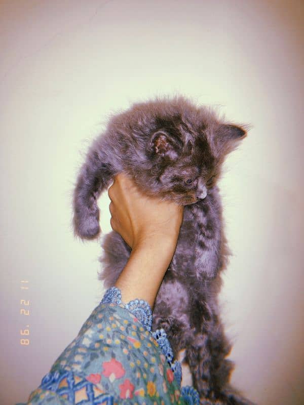 semi Persian kitten 1