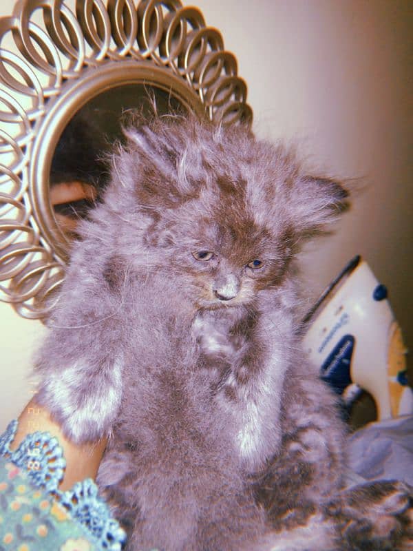 semi Persian kitten 2