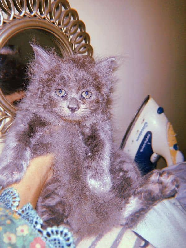 semi Persian kitten 3