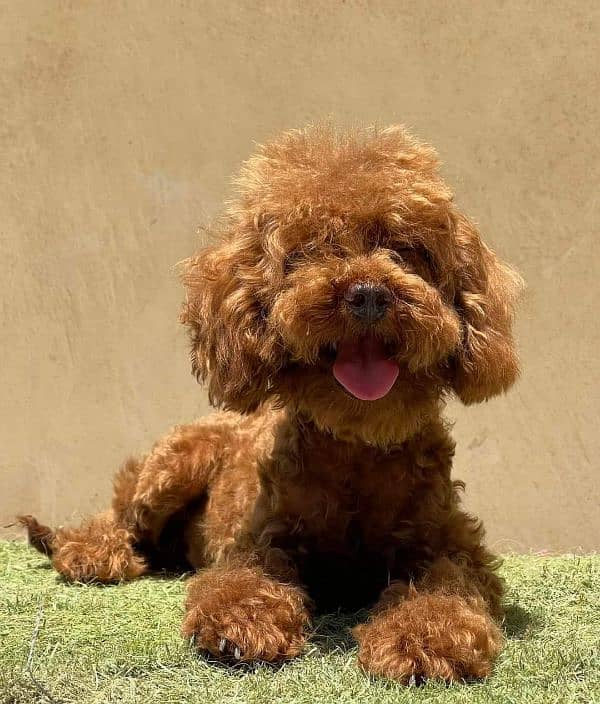 IMPORTED TOY POODLE PUPPY AVAILABLE FOR SALE 0