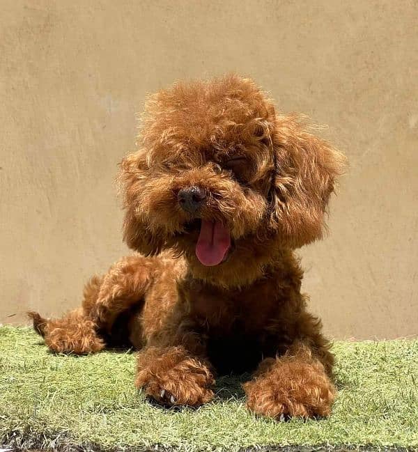 IMPORTED TOY POODLE PUPPY AVAILABLE FOR SALE 1